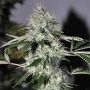 Chem4 OG Regular Marijuana Strain by The Cali Connection For Sale Online at Cannabis Seeds Outlet