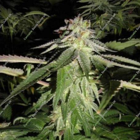 Corleone Kush Feminized Marijuana Strain by The Cali Connection For Sale Online at Cannabis Seeds Outlet