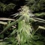 Corleone Kush Feminized Marijuana Strain by The Cali Connection For Sale Online at Cannabis Seeds Outlet
