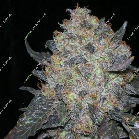 Blackwater Regular Marijuana Strain by The Cali Connection For Sale Online at Cannabis Seeds Outlet