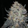 Blackwater Regular Marijuana Strain by The Cali Connection For Sale Online at Cannabis Seeds Outlet