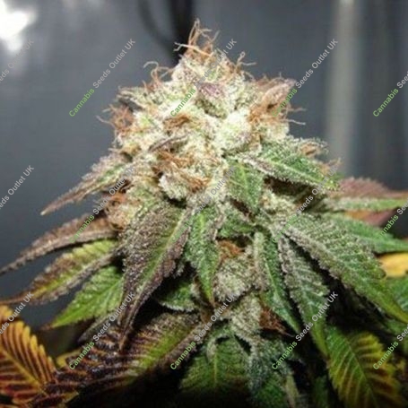 Pre98 Bubba BX2 Regular Marijuana Strain by The Cali Connection For Sale Online at Cannabis Seeds Outlet