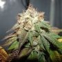 Pre98 Bubba BX2 Regular Marijuana Strain by The Cali Connection For Sale Online at Cannabis Seeds Outlet