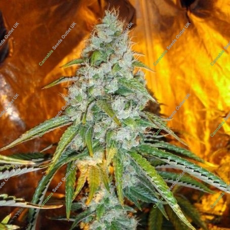 Original Sour Diesel Regular Marijuana Strain by The Cali Connection For Sale Online at Cannabis Seeds Outlet