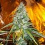 Original Sour Diesel Regular Marijuana Strain by The Cali Connection For Sale Online at Cannabis Seeds Outlet