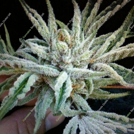 Buddha Tahoe OG Kush Regular Marijuana Strain by The Cali Connection For Sale Online at Cannabis Seeds Outlet