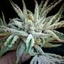Buddha Tahoe OG Kush Regular Marijuana Strain by The Cali Connection For Sale Online at Cannabis Seeds Outlet