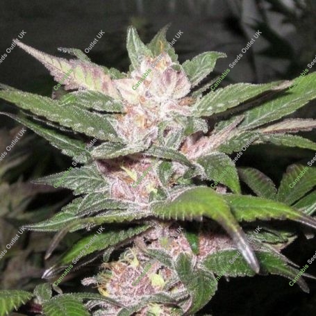Purple Chem Regular Marijuana Strain by The Cali Connection For Sale Online at Cannabis Seeds Outlet