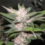 Purple Chem Regular Marijuana Strain by The Cali Connection For Sale Online at Cannabis Seeds Outlet