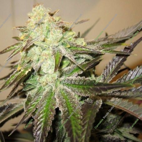 818 Headband Regular Marijuana Strain by The Cali Connection For Sale Online at Cannabis Seeds Outlet