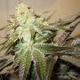 818 Headband Regular Marijuana Strain by The Cali Connection For Sale Online at Cannabis Seeds Outlet