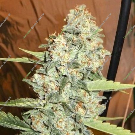 Jedi Kush Regular Marijuana Strain by The Cali Connection For Sale Online at Cannabis Seeds Outlet