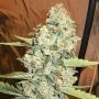 Jedi Kush Regular Marijuana Strain by The Cali Connection For Sale Online at Cannabis Seeds Outlet