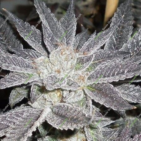 LA Affie Feminized Marijuana Strain by The Cali Connection For Sale Online at Cannabis Seeds Outlet