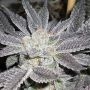 LA Affie Feminized Marijuana Strain by The Cali Connection For Sale Online at Cannabis Seeds Outlet