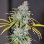 Blue Dream Haze Feminized Marijuana Strain by The Cali Connection For Sale Online at Cannabis Seeds Outlet