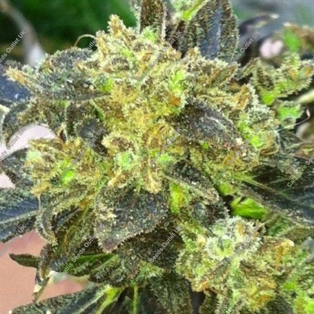 Boss Hogg Regular Marijuana Strain by The Cali Connection For Sale Online at Cannabis Seeds Outlet