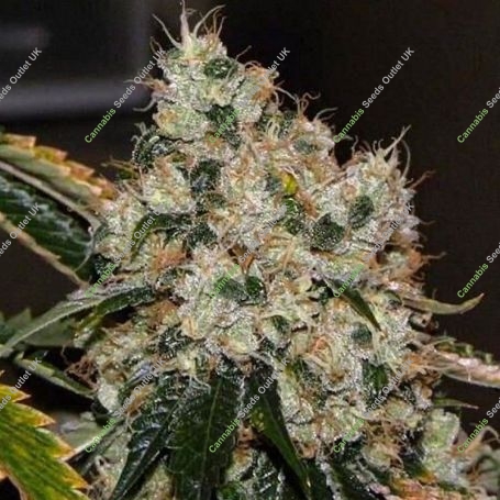 Chem 91 Regular Marijuana Strain by The Cali Connection For Sale Online at Cannabis Seeds Outlet