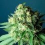 Green Crack Feminized Marijuana Strain by The Cali Connection For Sale Online at Cannabis Seeds Outlet