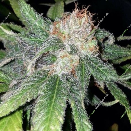 Purple Crack Feminized Marijuana Strain by The Cali Connection For Sale Online at Cannabis Seeds Outlet