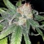 Purple Crack Feminized Marijuana Strain by The Cali Connection For Sale Online at Cannabis Seeds Outlet