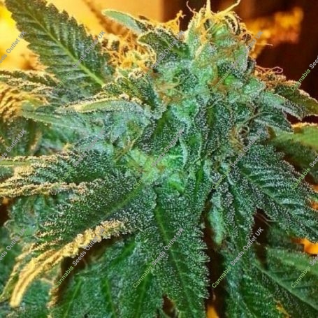 Alien OG Regular Marijuana Strain by The Cali Connection For Sale Online at Cannabis Seeds Outlet