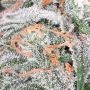The Cali Connection Alien OG Smoke Buds Weed Ganja Skunk Dope Pot Images Pics Nuggets