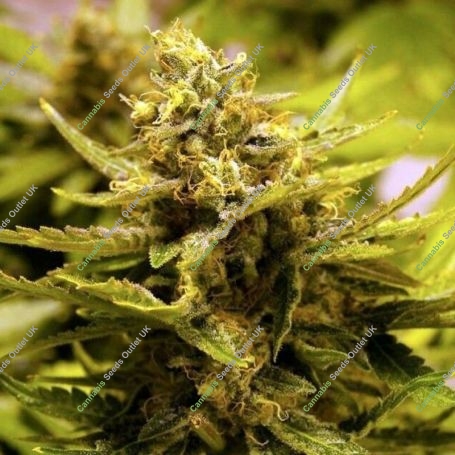 OG CBD Regular Marijuana Strain by The Cali Connection For Sale Online at Cannabis Seeds Outlet