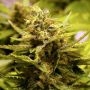 OG CBD Regular Marijuana Strain by The Cali Connection For Sale Online at Cannabis Seeds Outlet