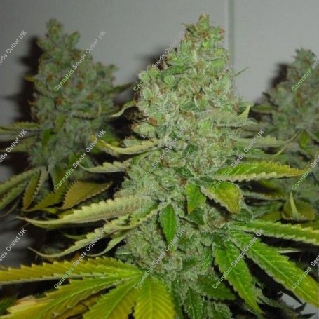 SFV OG Kush Regular Marijuana Strain by The Cali Connection For Sale Online at Cannabis Seeds Outlet