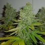 SFV OG Kush Regular Marijuana Strain by The Cali Connection For Sale Online at Cannabis Seeds Outlet