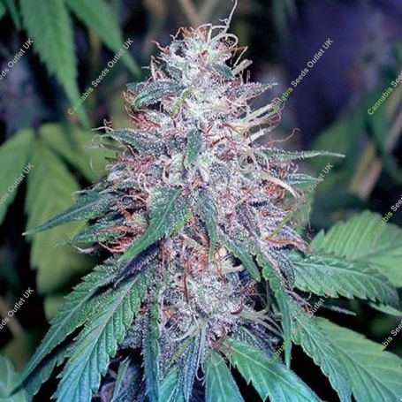 Grape Kush Feminized Marijuana Strain by The Cali Connection For Sale Online at Cannabis Seeds Outlet