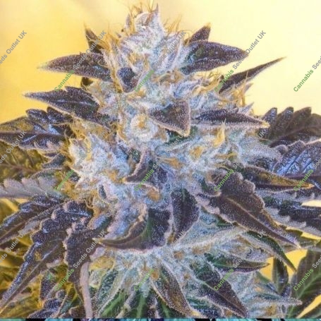 Grape OG Feminized Marijuana Strain by The Cali Connection For Sale Online at Cannabis Seeds Outlet