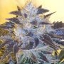 Grape OG Feminized Marijuana Strain by The Cali Connection For Sale Online at Cannabis Seeds Outlet