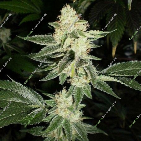 Louis XIII OG Feminized Marijuana Strain by The Cali Connection For Sale Online at Cannabis Seeds Outlet