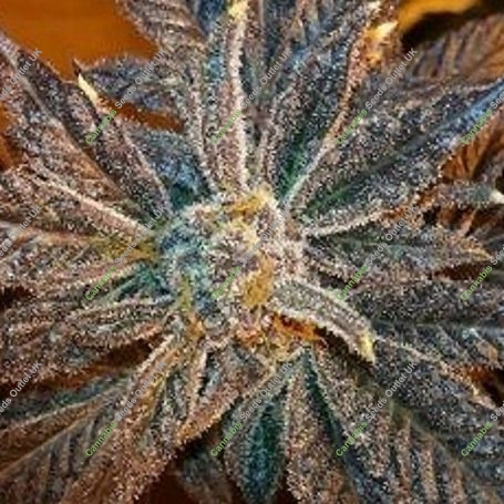 LA Cookies Feminized Marijuana Strain by The Cali Connection For Sale Online at Cannabis Seeds Outlet
