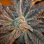 LA Cookies Feminized Marijuana Strain by The Cali Connection For Sale Online at Cannabis Seeds Outlet