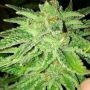 Strawberry OG Feminized Marijuana Strain by The Cali Connection For Sale Online at Cannabis Seeds Outlet