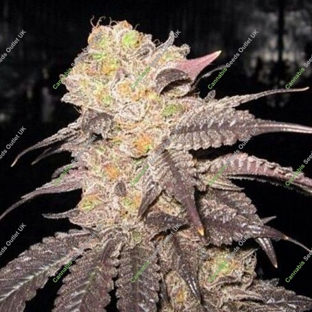 Purple Diesel Feminized Marijuana Strain by The Cali Connection For Sale Online at Cannabis Seeds Outlet