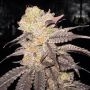 Purple Diesel Feminized Marijuana Strain by The Cali Connection For Sale Online at Cannabis Seeds Outlet