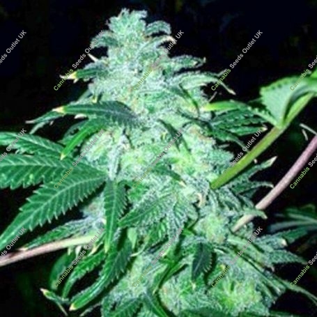 22 Feminized Marijuana Strain by The Cali Connection For Sale Online at Cannabis Seeds Outlet