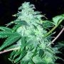 22 Feminized Marijuana Strain by The Cali Connection For Sale Online at Cannabis Seeds Outlet