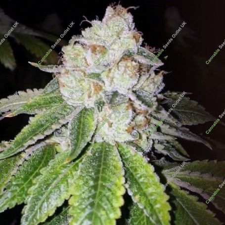 Lemon Tart Feminized Marijuana Strain by The Cali Connection For Sale Online at Cannabis Seeds Outlet