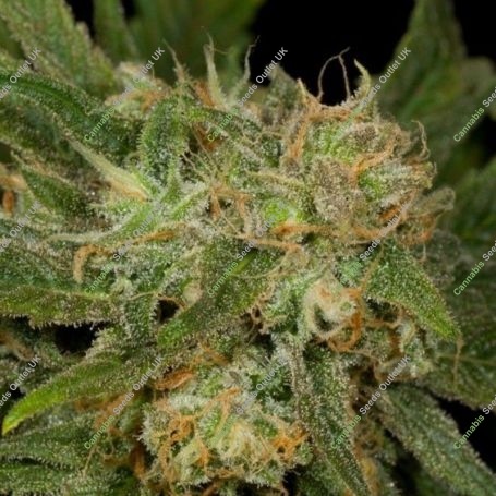 California Dreaming Regular Marijuana Strain by The Cali Connection For Sale Online at Cannabis Seeds Outlet