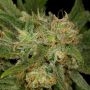 California Dreaming Regular Marijuana Strain by The Cali Connection For Sale Online at Cannabis Seeds Outlet