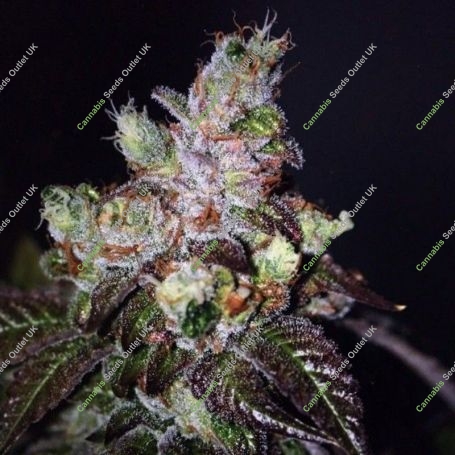 Island Punch Feminized Marijuana Strain by The Cali Connection For Sale Online at Cannabis Seeds Outlet