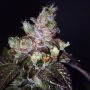 Island Punch Feminized Marijuana Strain by The Cali Connection For Sale Online at Cannabis Seeds Outlet