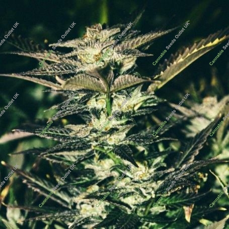 Jupiter OG Kush Feminized Marijuana Strain by The Cali Connection For Sale Online at Cannabis Seeds Outlet