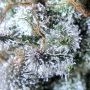 The Cali Connection Jupiter OG Kush Smoke Buds Weed Ganja Skunk Dope Pot Images Pics Nuggets