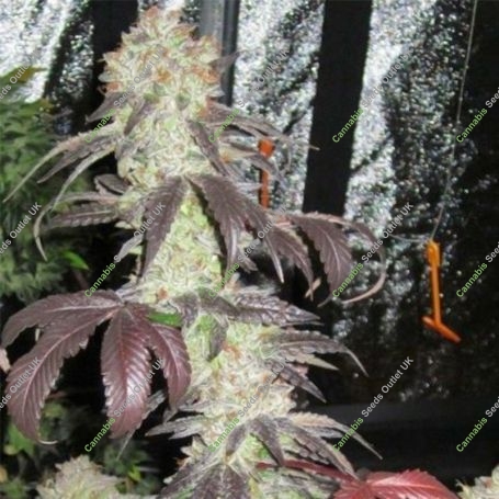 Black Kush Feminized Marijuana Strain by The Cali Connection For Sale Online at Cannabis Seeds Outlet